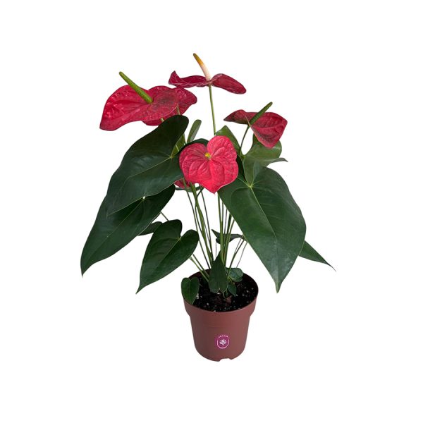 Anturio rojo